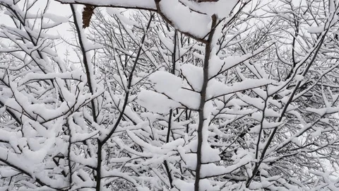 Snow-covered tree branches in the forest Stock Footage 128223927