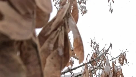 Snow covered tree branches in gentle winter movement Stock Footage 321754583