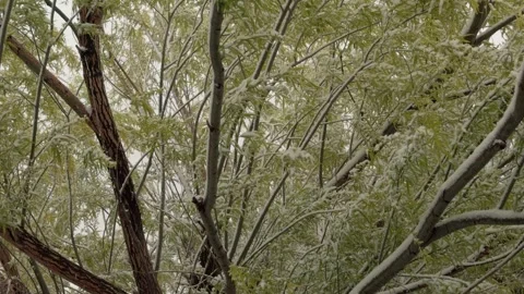 Snow covered tree branches with gentle snowfall in slow motion Vídeos de archivo 334259733