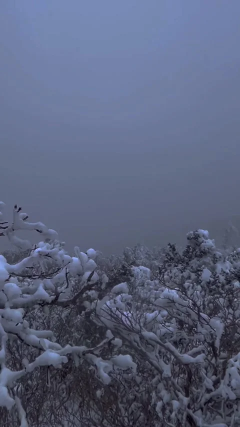 Snow Covered Tree Branches in Heavy Snowfall Korea Stock Footage 331166691