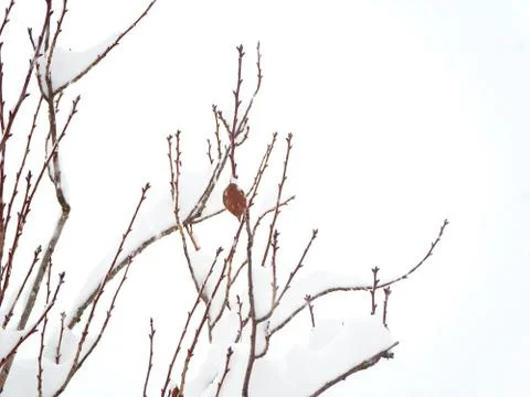 Snow-covered tree branches with kidneys and dry leaf against cloudy sky Stock Photos