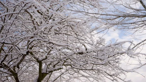 Snow covered tree branches moving on the wind on a winter bright day. Close up Stock Footage 311298795