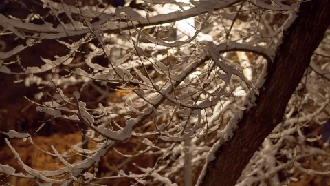 Snow covered tree branches in the night Stock Footage 123154327
