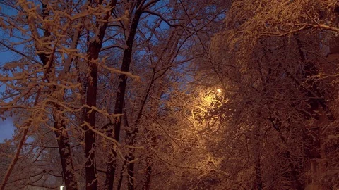 Snow covered tree branches in the night Stock Footage 123154354