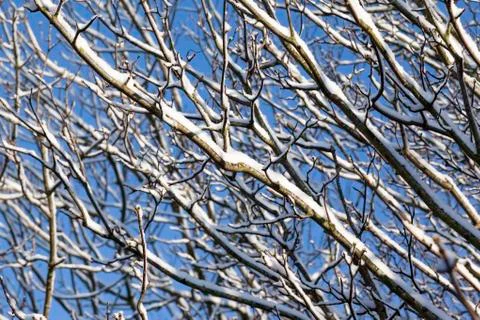 Snow covered tree branches Stock Photos