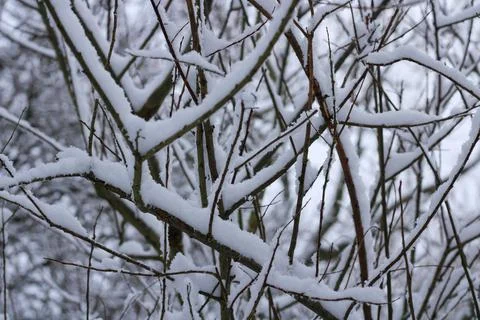 Snow covered tree branches Stock Photos