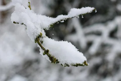 Snow covered tree branches Stock Photos