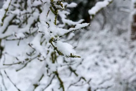 Snow covered tree branches Foto stock