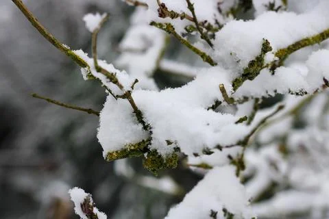 Snow covered tree branches Stock Photos