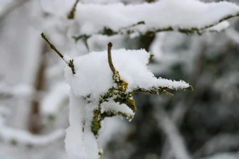 Snow covered tree branches Stock Photos