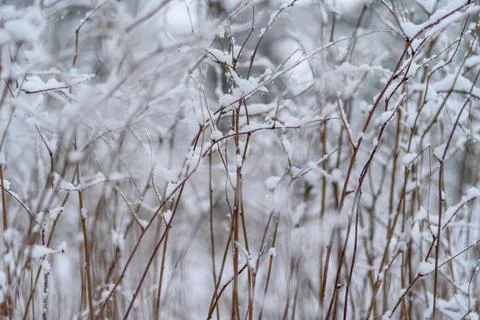 Snow covered tree branches Stock Photos