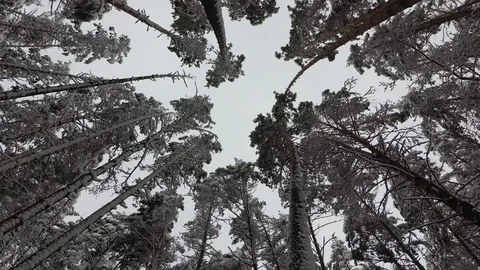 Snow Covered Tree Branches, Pine Forest Stock Footage 99989685