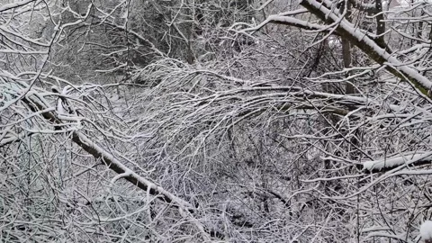 Snow-covered tree branches in a quiet winter forest Stock Footage 321808796