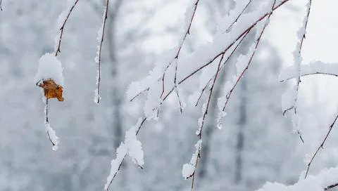 A snow-covered tree branches with a single dried leaflet against a blurred ba Stock Photos