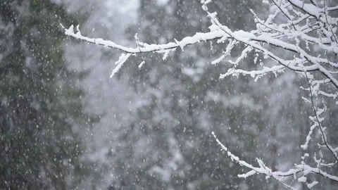 Snow covered tree branches in snowfall Stock Footage 147459875