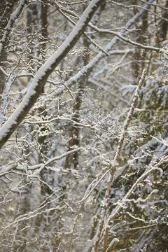 Snow Covered Tree Branches in Soft Winter Sunlight Stock Photos