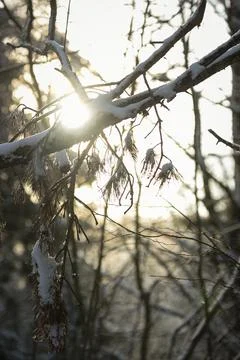 Snow-covered tree branches with sunlight shining through in a winter forest. Stock Photos