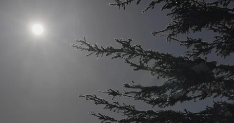 Snow covered on tree branches at sunset Stock Footage 93368594
