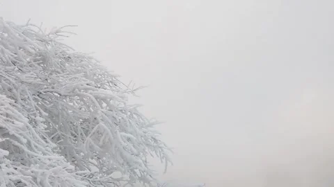 Snow-covered tree branches sway in the wind and white fog -1 Stock Footage 262545424