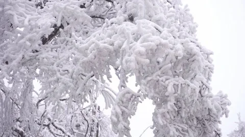 Snow Covered Tree Branches Swaying Gently in a Cold Winter Forest Setting Stock Footage 341958914