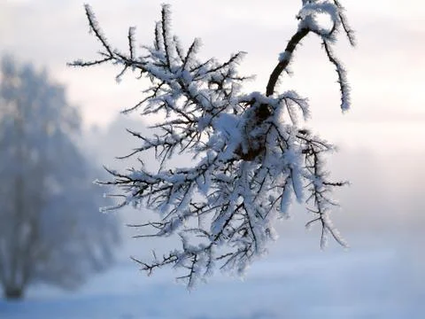 Snow-covered tree branches. Twilight, beautiful light. Cold, winter Stock Photos