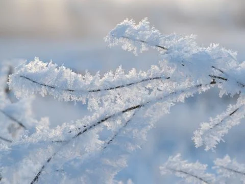 Snow-covered tree branches. Twilight, beautiful light. Cold, winter Stock Photos