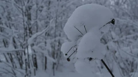 Snow-covered tree branches under the snow in the winter forest Stock Footage 146207151