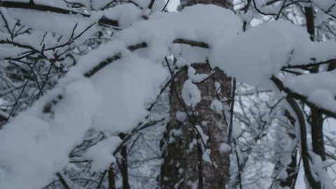 Snow-covered tree branches under the snow in the winter forest Stock Footage 146322431