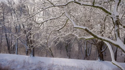 Snow covered tree branches waving on the wind on a winter bright day. Close up 库存影片 311297934