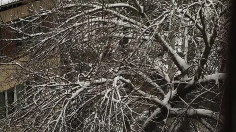 Snow-covered tree branches in winter city. Stock Footage 262416730