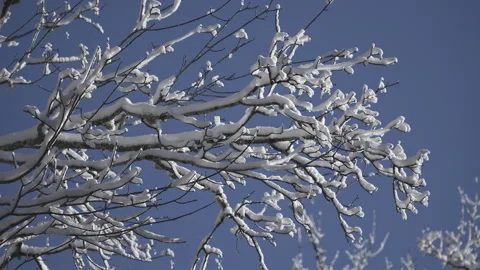 Snow-covered tree branches in winter Stock Footage 295289872