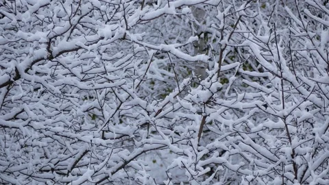 Snow-covered tree branches. Winter landscape. Stock Footage 296802037