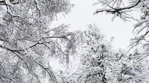 Snow-covered tree branches in winter, background White winter sky Stock Footage 298562950