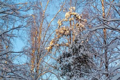 Snow-covered tree branches in the winter forest against the blue sky in the s Stock Photos