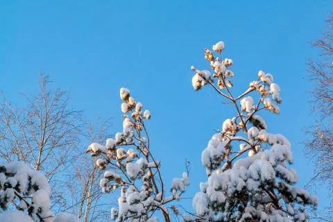 Snow-covered tree branches in the winter forest against the blue sky in the s Stock Photos