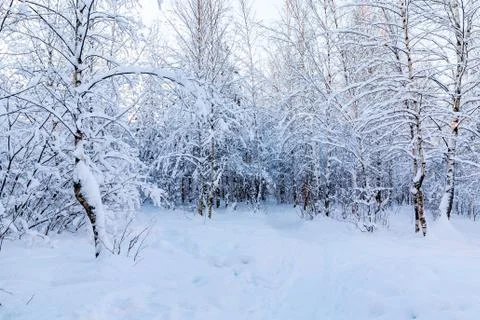 Snow-covered tree branches in the winter forest against the blue sky in the s Stock Photos