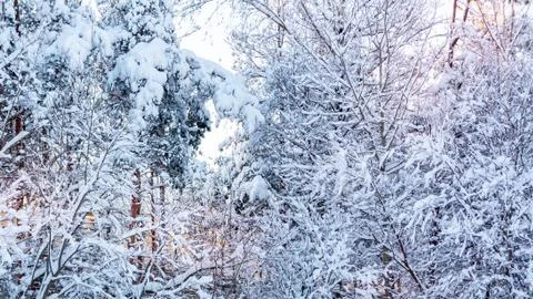 Snow-covered tree branches in the winter forest against the blue sky in the s Stock Photos