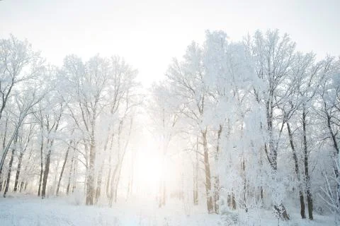 Snow-covered tree branches on a winter cloudy day 스톡 사진