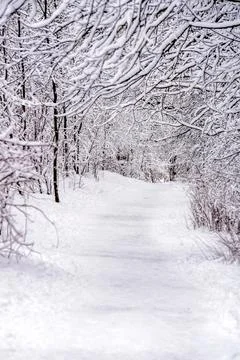 Snow-covered tree branches in a winter Park 写真素材
