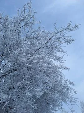 Snow Covered Tree Branches. Winter Landscape Frosty White Nature Background Stock Photos