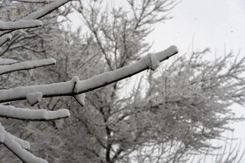 Snow Covered Tree Branches in Winter Stock Photos