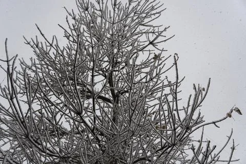 Snow Covered Tree Branches in Winter Stock Photos