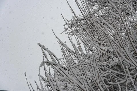 Snow Covered Tree Branches in Winter Stock Photos