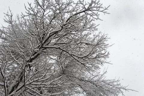 Snow Covered Tree Branches in Winter Foto stock