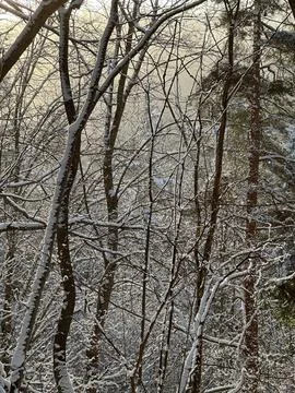 Snow-covered tree branches in a winter forest illuminated by soft golden su.. Stock Photos