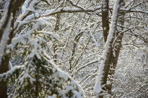 Snow-covered tree branches in a winter forest. Stock Photos
