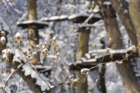 Snow-Covered Tree Branches in Winter Park Stock Photos