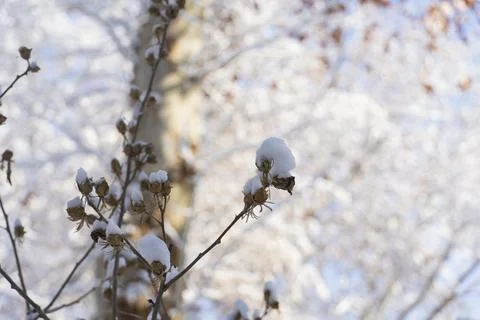 Snow-Covered Tree Branches in Winter Park Stock Photos