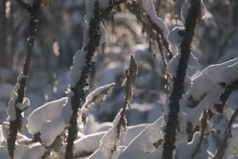 Snow covered tree branches in winter forest. Close up natural background wi.. Foto stock