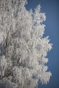 Snow Covered Tree Branches in Winter Frost Against Clear Blue Sky Stock Photos
